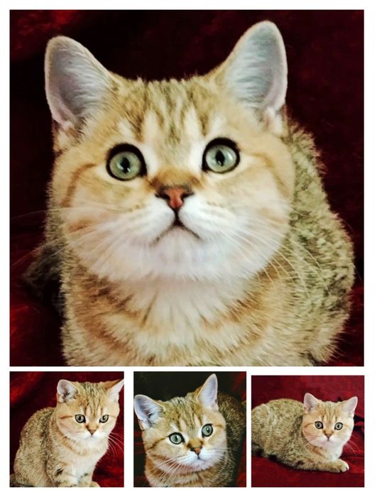 Кот,золотая шиншилла ,на вязку.