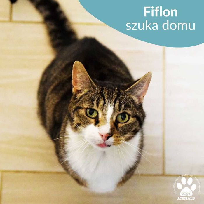 Kochany kocurek do adopcji! Poznajcie Fiflona!