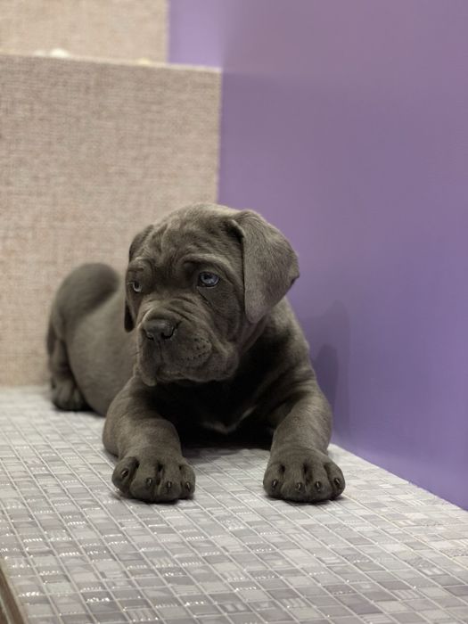 Хлопчик Рамзес Cane corso