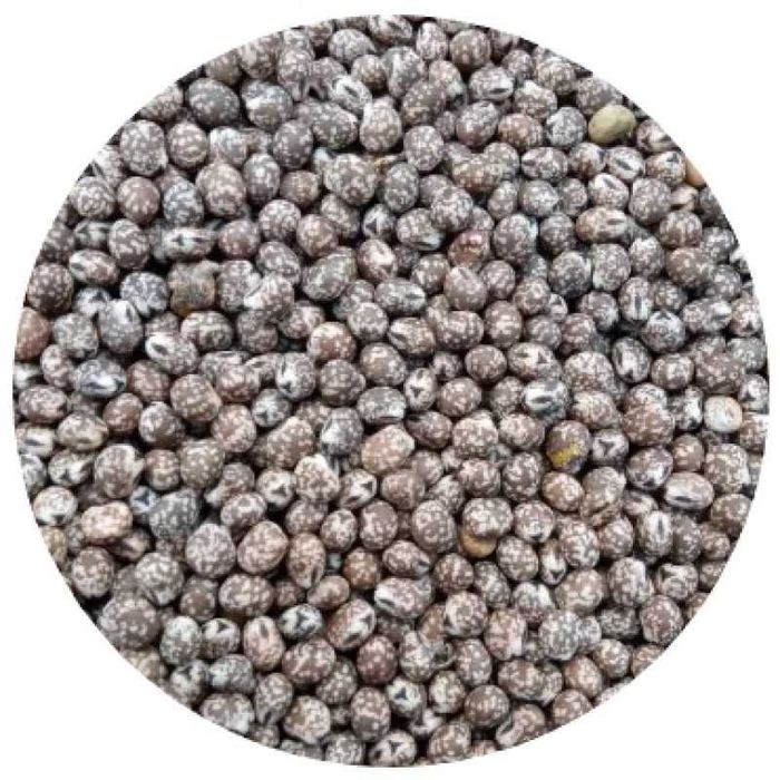 Sprzedam Łubin gorzki i owies dobrej jakości