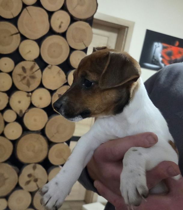 Szczeniak Jack Russel terrier