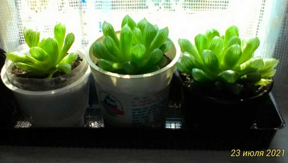 хавортії Купера, алое Дескоингса, седум Нуссбаумера