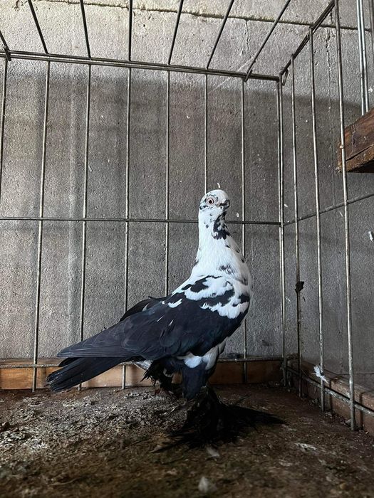 Motyle czarne gołębie