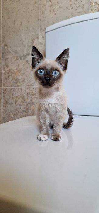 Nininha-  gata bebé para adoção responsável