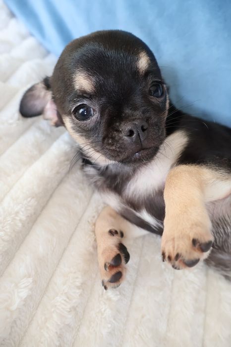 Chihuahua mini. Menina  Black Tan. Super  doce..Cabeça de maçã. Perfeita!