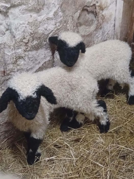 Walizerska Czarnonosa ( owca z parką jagniąt)