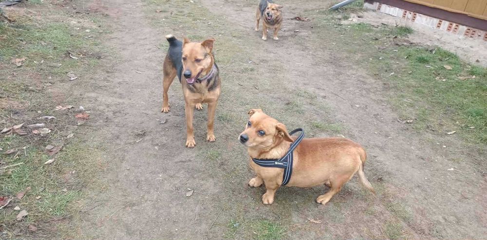 Scooby cudowny młody psiak do adopcji
