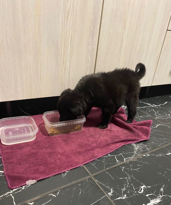 Собачка, приблизно 2-3 місяці, дівчинка. В добрі руки.