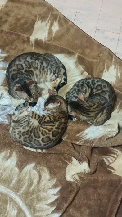 Бенгальські кошенята від клубу