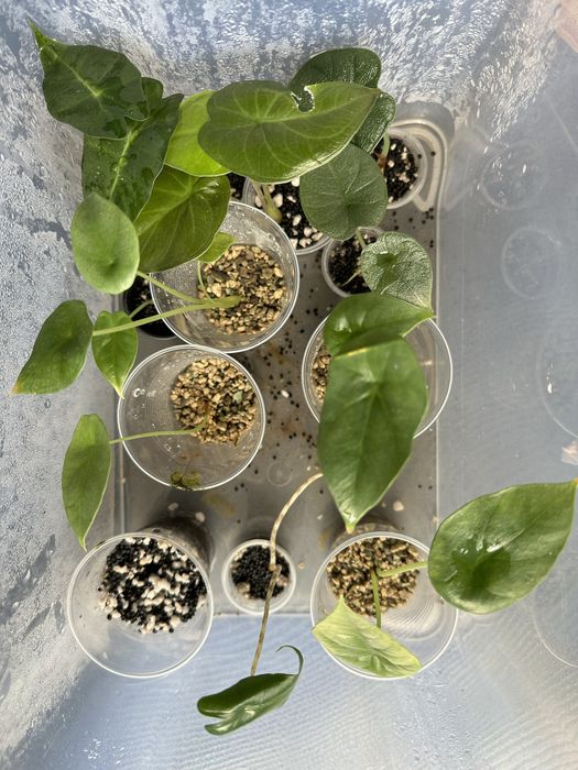 Alocasias baby de diferentes especies e Monstera Adansonii
