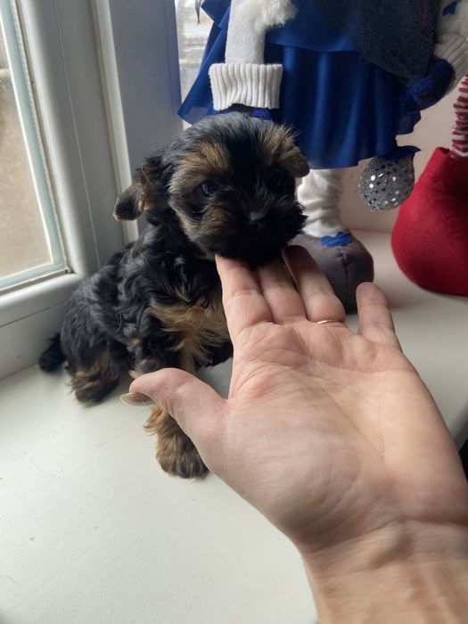 Хлопчик, гарнюній йорчик