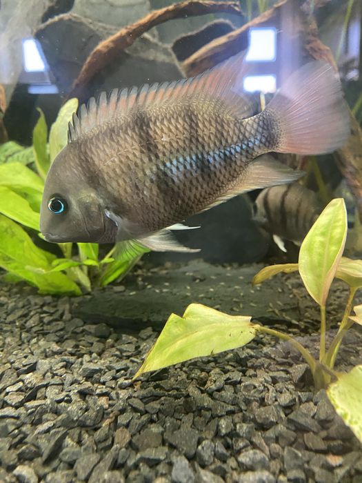 Cryptoheros Cutteri- dobrana para