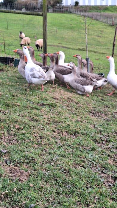 Vendo casais de gansos (2 fêmeas e 1 macho)