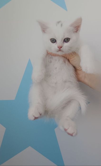 Знижка.До дня закоханих.Шотландські кошенята,котики, продам, висловухі