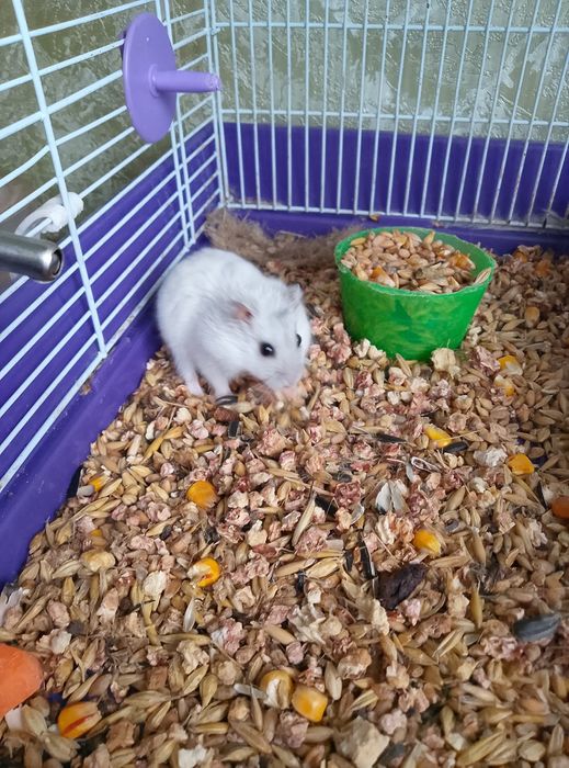 Джунгарский хомяк