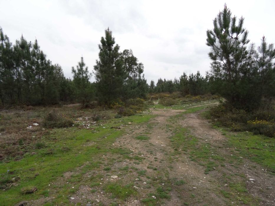 Grande Propriedade Arganil-Bairro da Gândara com 70 Mts Frente estrada