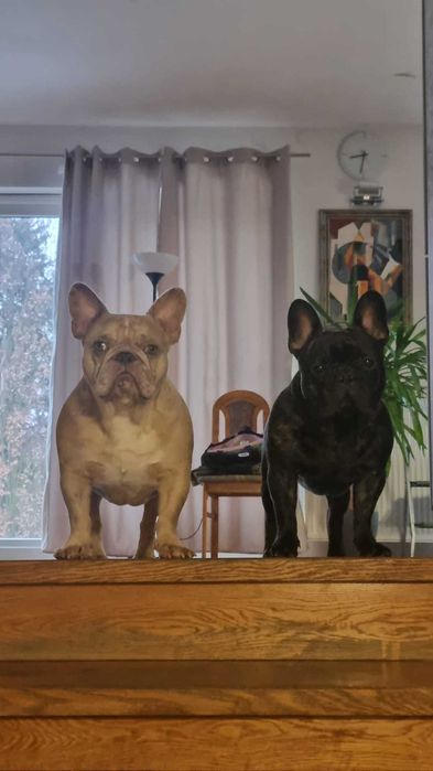 Oddam w dobre ręce dwójkę braci - buldog francuski
