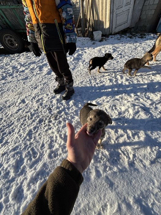 Собачки в хороші руки