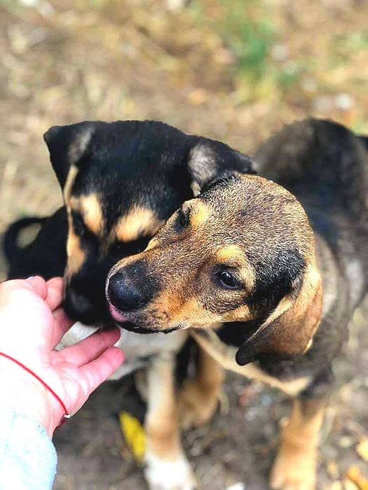 Супер класні цуценята в добрі руки!