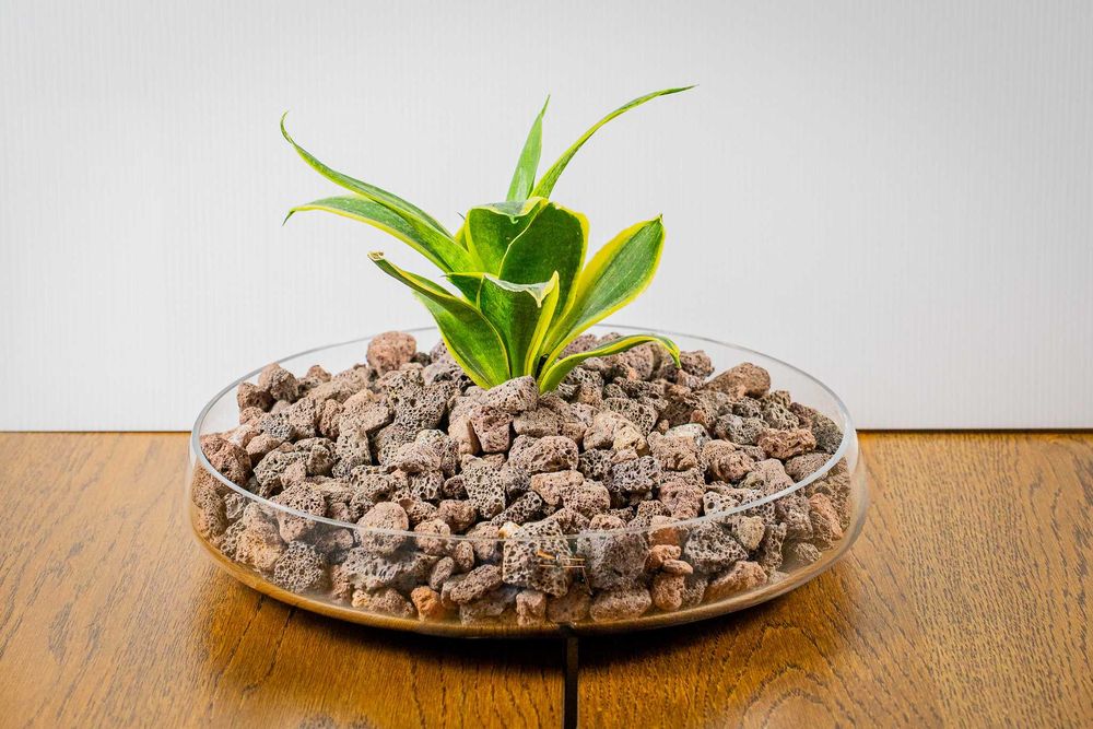 Espada-de-São-Jorge em taça baixa de vidro 26 cm – decoração / presente