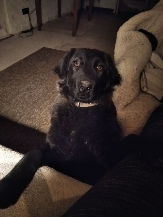 Терміново! Собака шукає новий дім