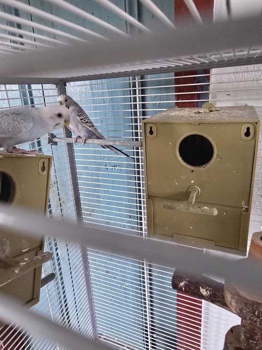 Doação – Periquitos + gaiola