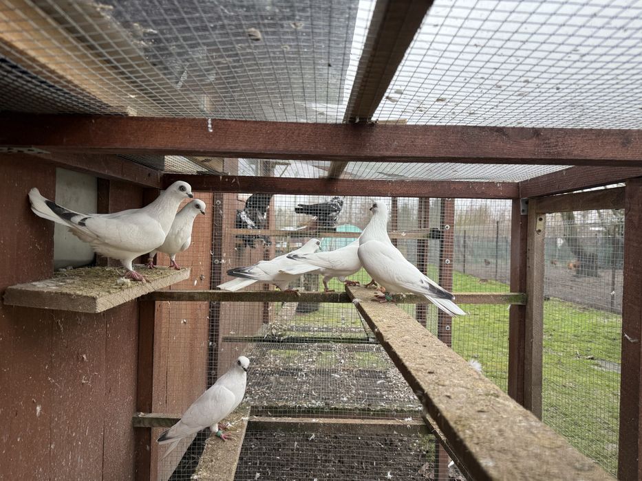 Golebie ozdobne winerki motyle wiedyny