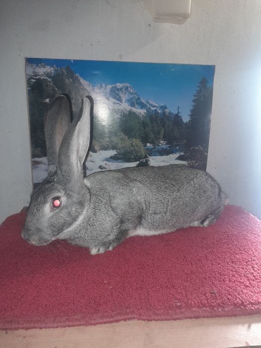 Самки і самці Радянська шиншила