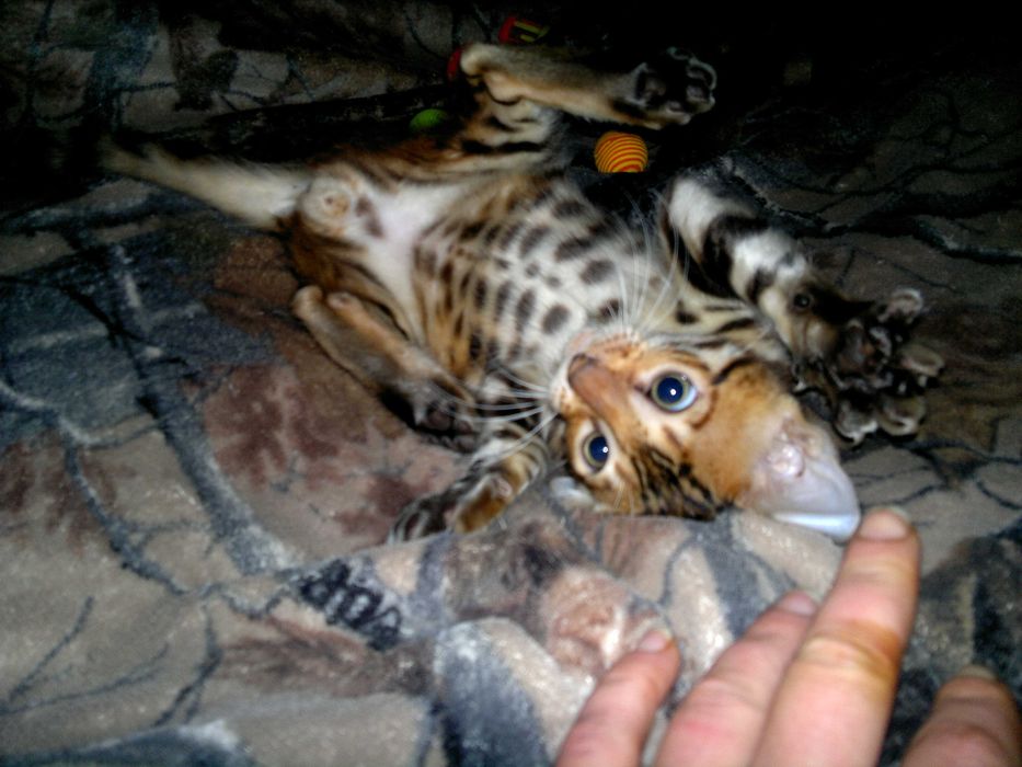 Чудовий бенгальський малюк з документами WCF