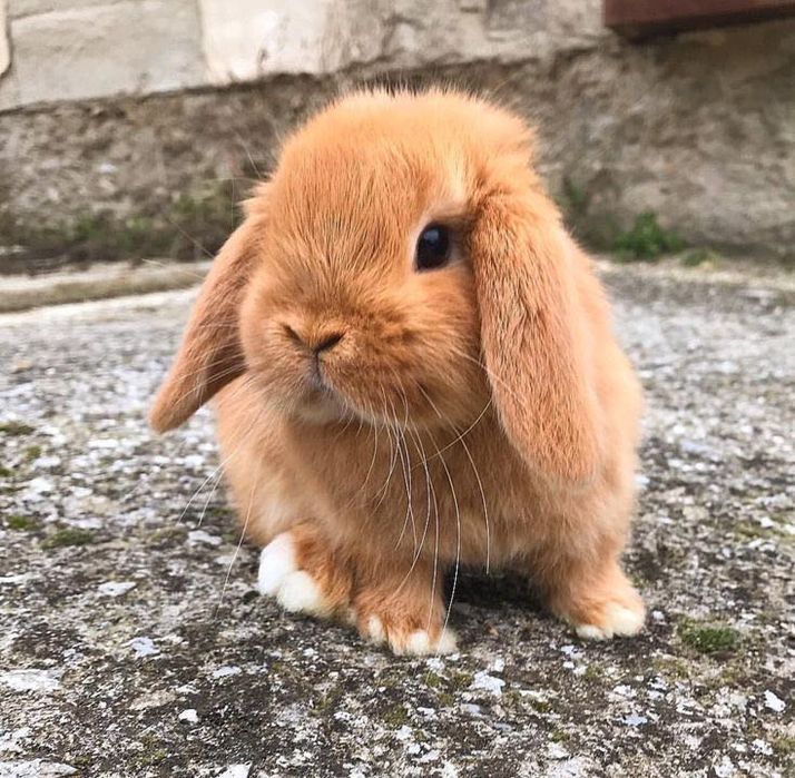 Декоративный карликовый кролик, минилоп, вислоухий Баранчик