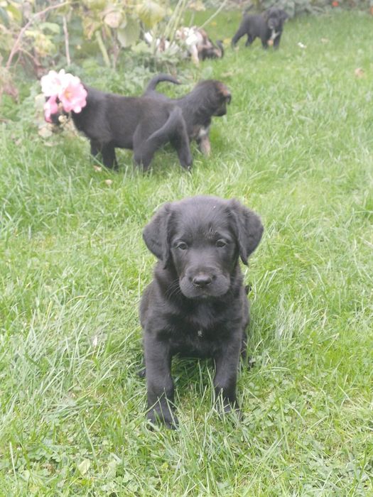Szukamy dobrego domu mamy 7 tygodni nasza mama to biszkoptowy golden retriever