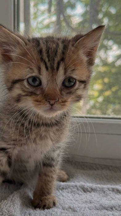 Тигрові кошенята безкоштовно