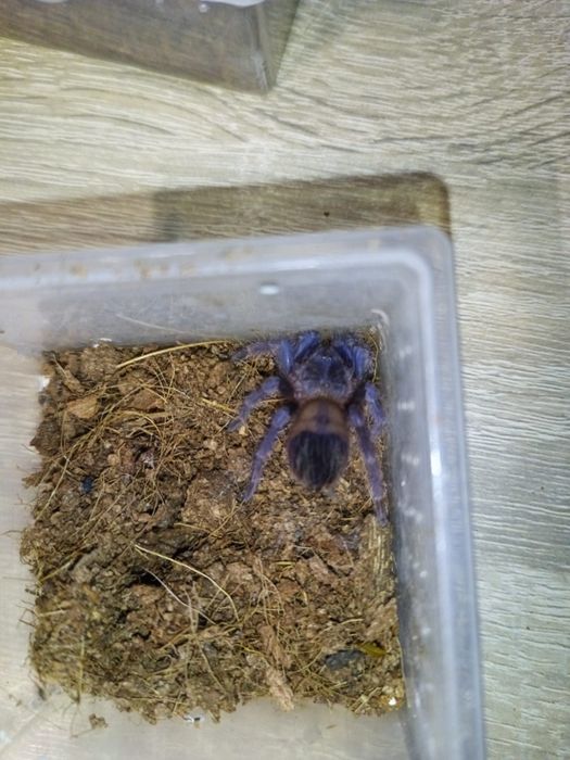 Pterinopelma sazimai L7 NS