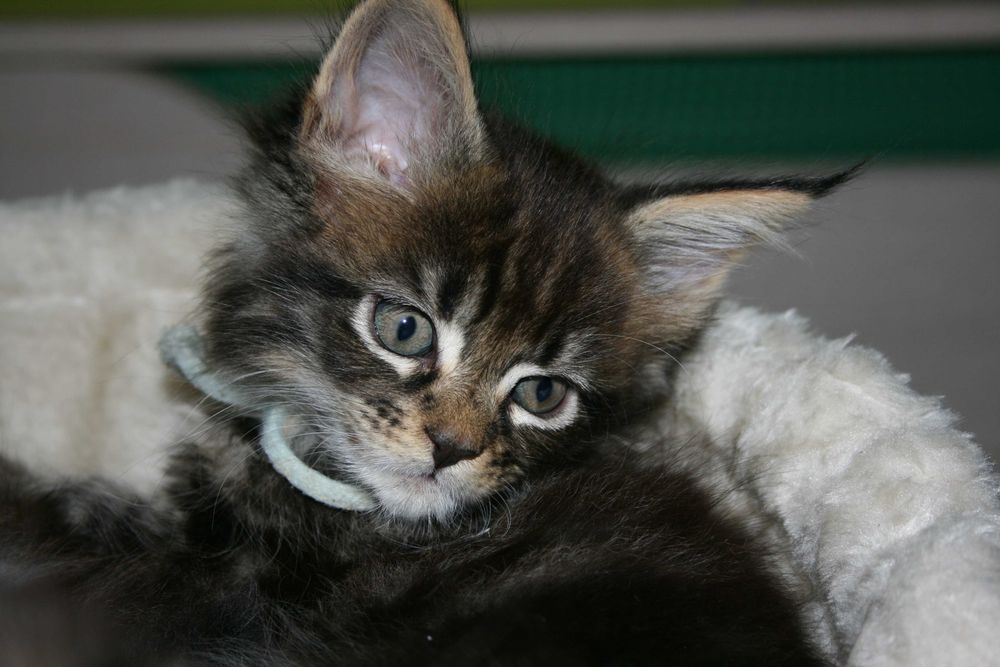 Koteczka rasy Maine Coon z rodowodem