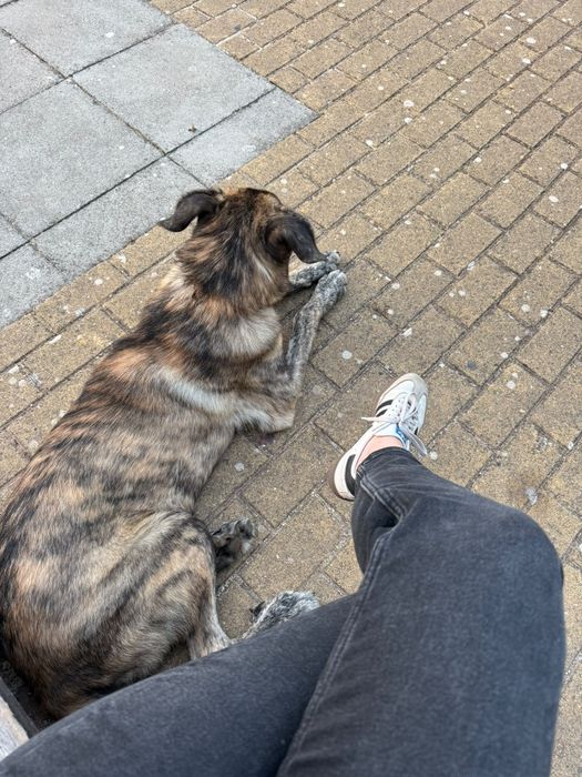 Cão para adoção responsável