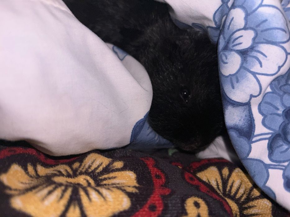 Морська свинка, хлопчик