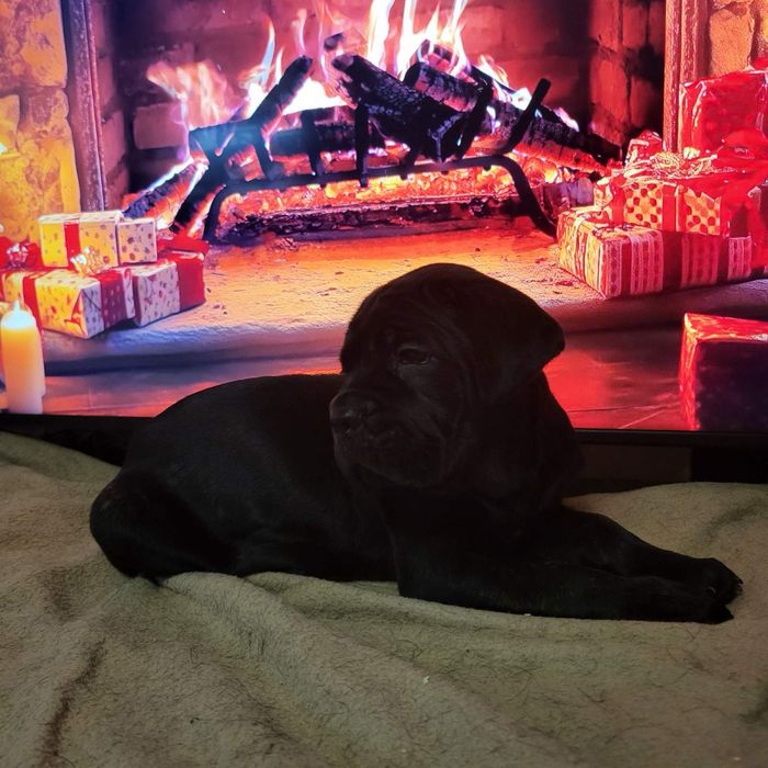 Супер красиві малюки Кане корсо, дівчптка та хлопчики.