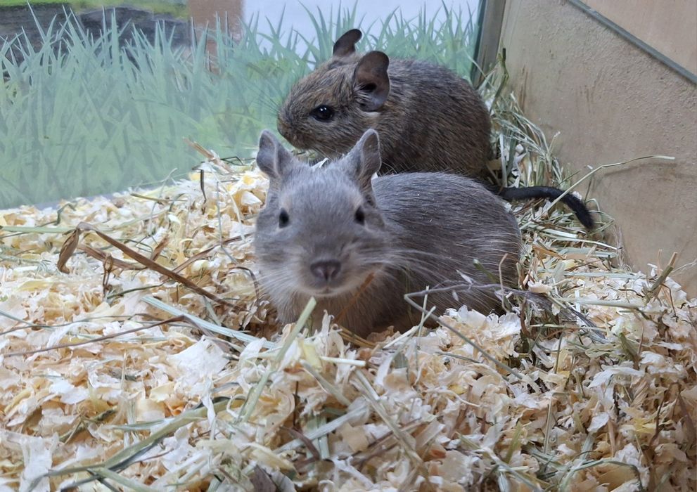 Koszatniczki samice siostry młodziutkie.