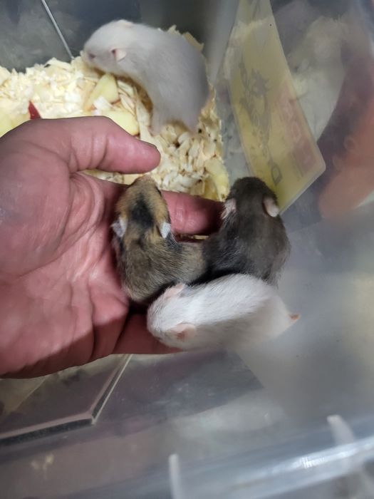 Chomiczek syryjski dziewczynki i chłopczyki