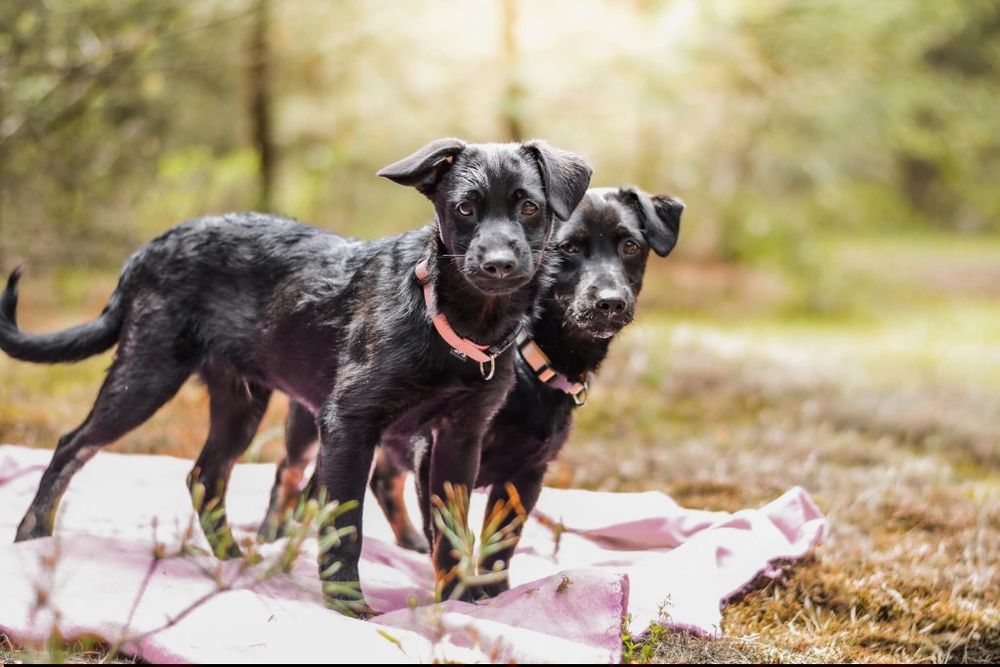 Bolek i Lolek polecają się do adopcji
