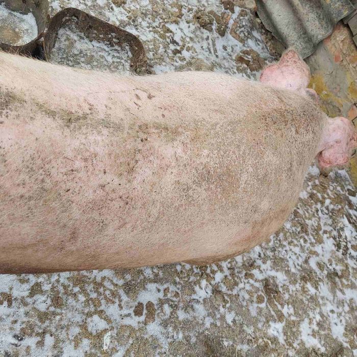 Продам свиноматку