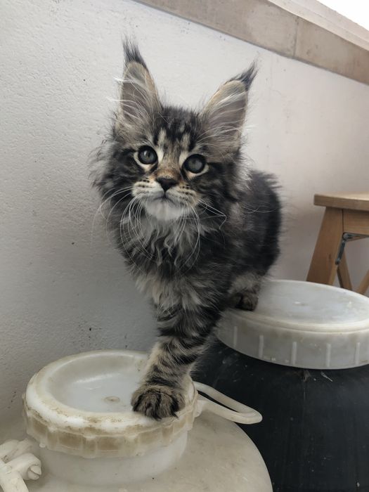 Gatinho Maine Coon
