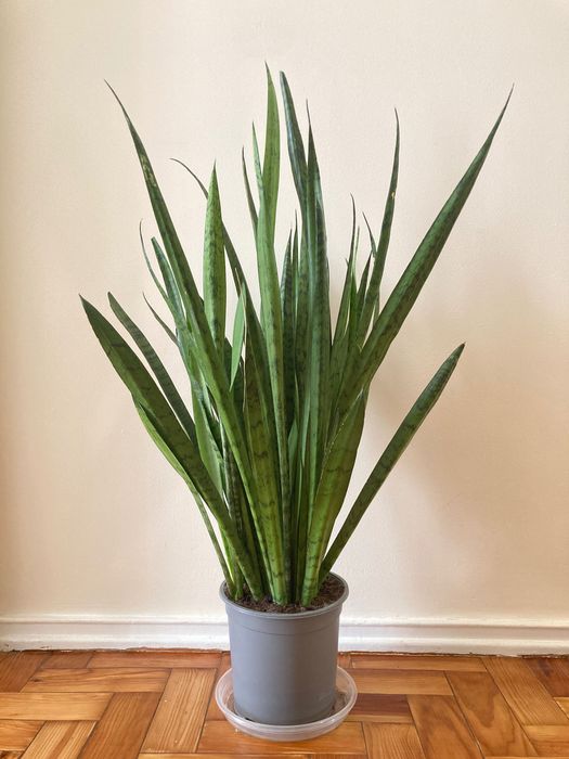 Planta - Espada de São Jorge grande (95cm)