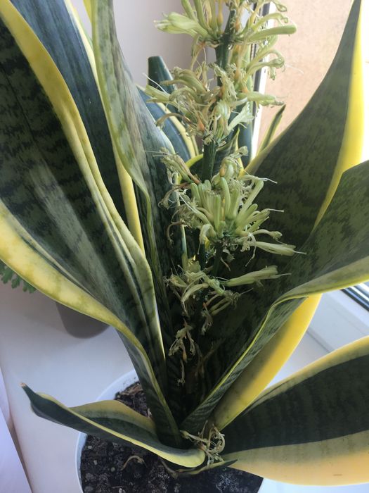 Sanseveria gwinejska