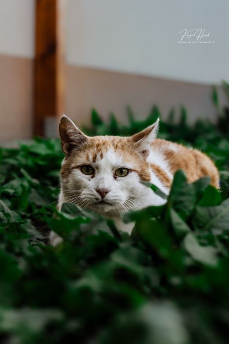Sześcioletni Wincent do adopcji