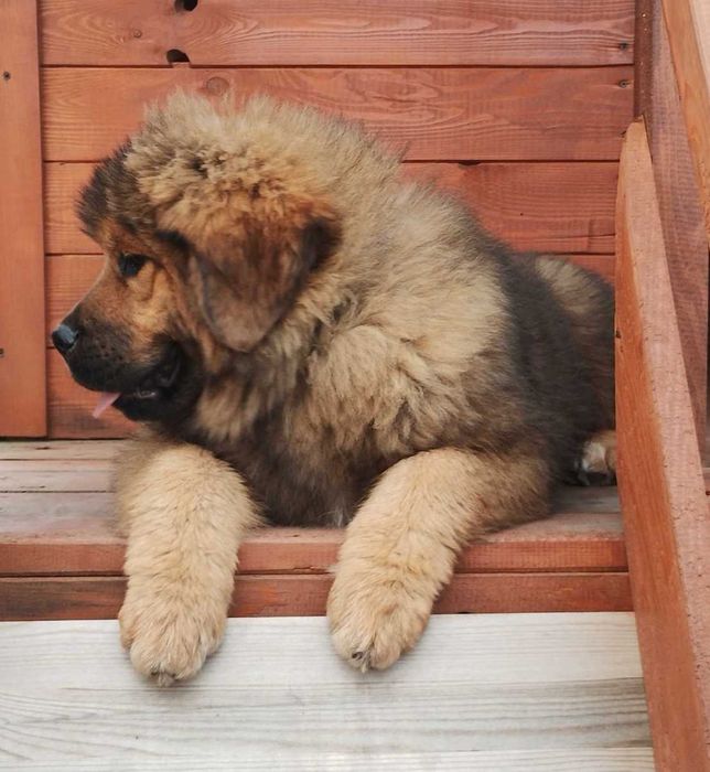 Червоний хлопчик 2 місяці Тібецький мастиф ксу!