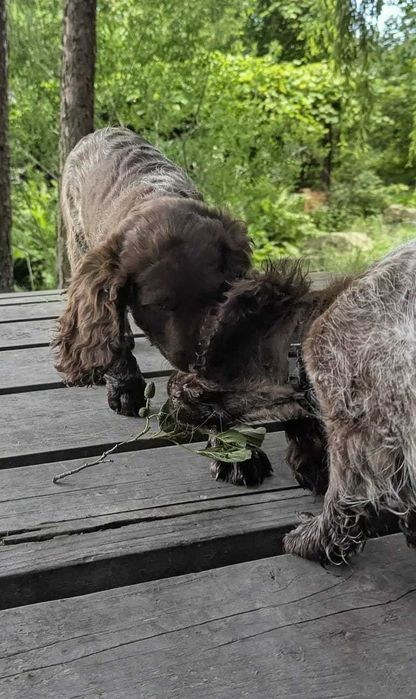 Szczeniak Polski Spaniel Myśliwski
