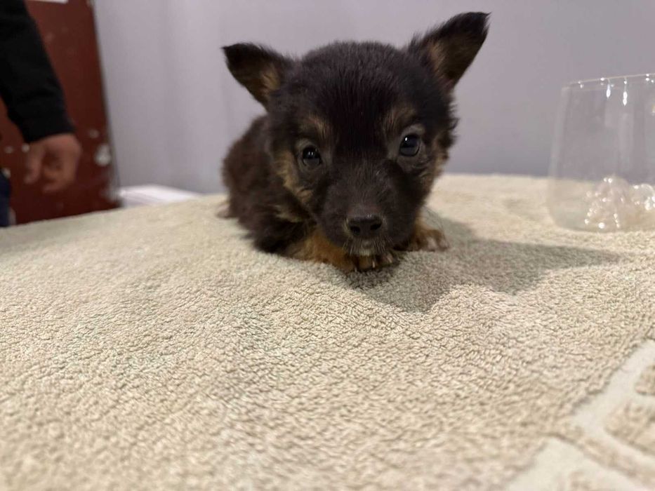 Малюки шукають дім