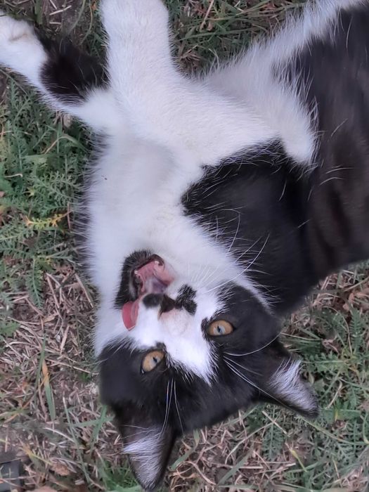 Котенок в добрые руки