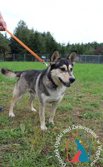 Piesek Axel szuka domu!